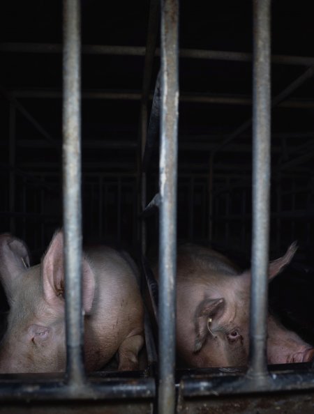 Sows in cages