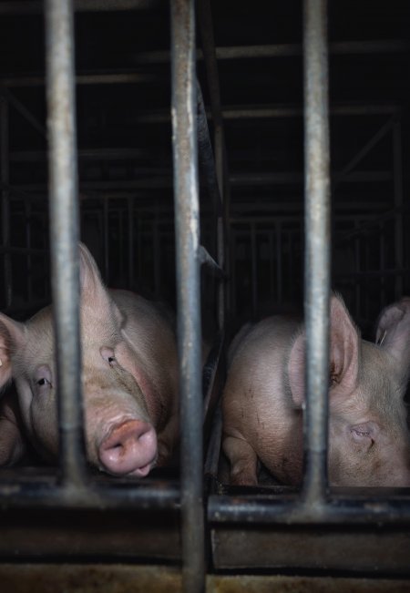 Sows in cages