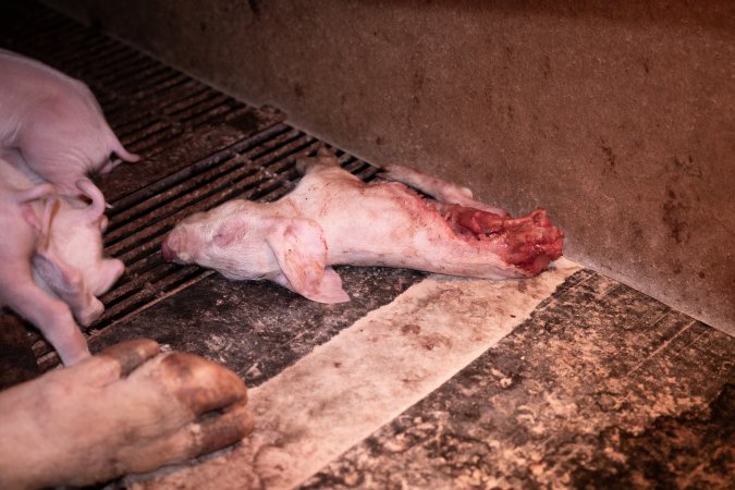 Dead half-eaten piglet in farrowing crate