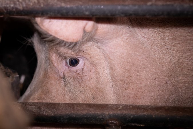 Sow in farrowing crate