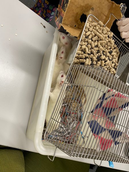 Rats in Laboratory Housing, TAFE