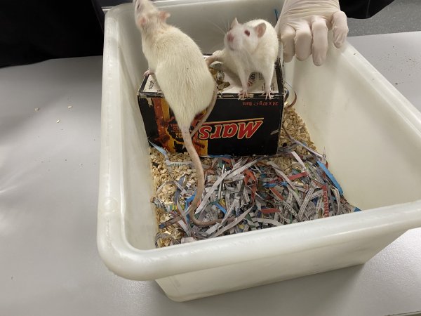 Rats in Laboratory Housing, TAFE