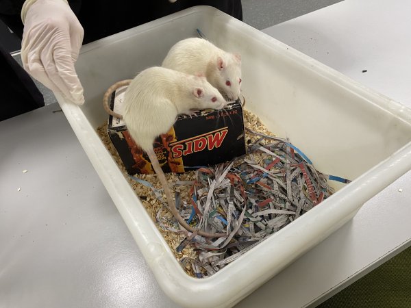 Rats in Laboratory Housing, TAFE