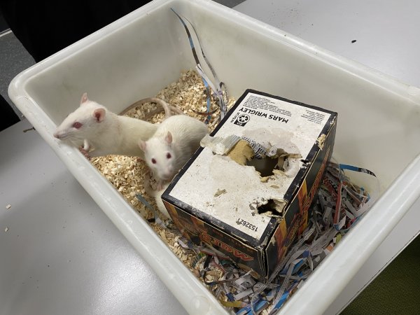 Rats in Laboratory Housing, TAFE