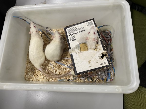 Rats in Laboratory Housing, TAFE