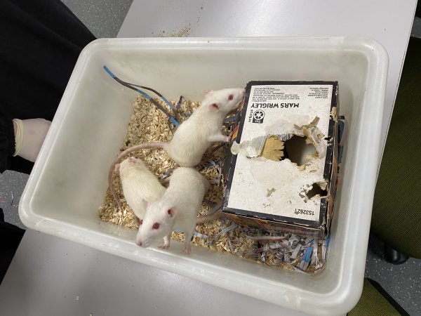 Rats in Laboratory Housing, TAFE