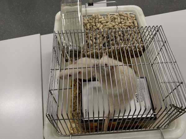 Rats in Laboratory Housing, TAFE