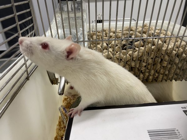 Rats in Laboratory Housing, TAFE