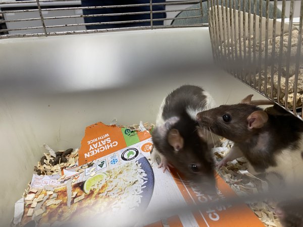 Rats in Laboratory Housing, TAFE