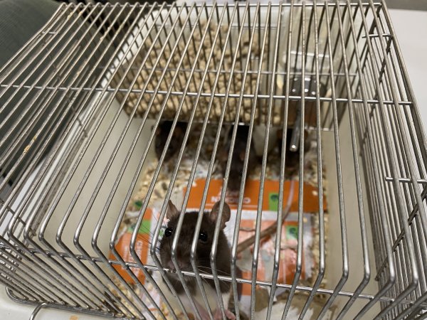 Rats in Laboratory Housing, TAFE