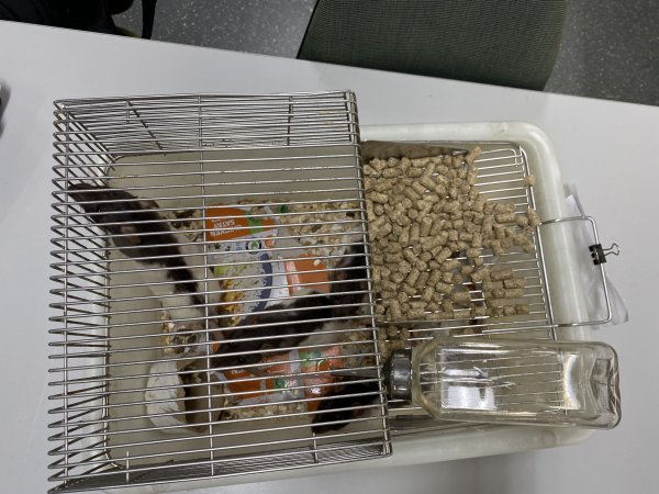 Rats in Laboratory Housing, TAFE