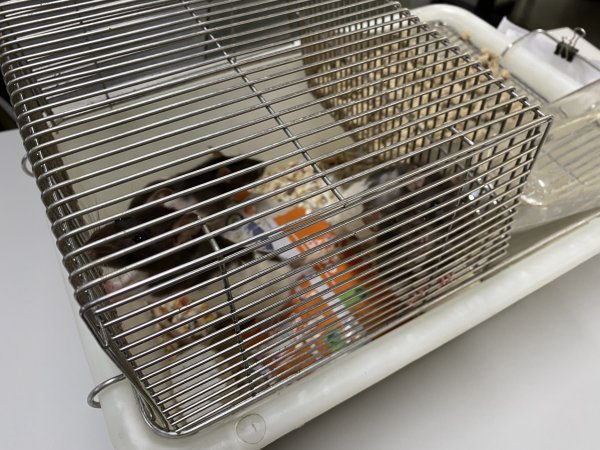 Rats in Laboratory Housing, TAFE