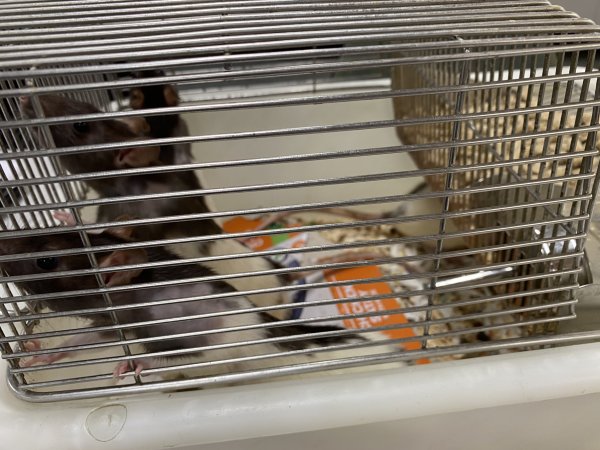 Rats in Laboratory Housing, TAFE