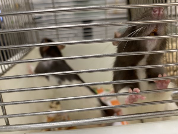 Rats in Laboratory Housing, TAFE