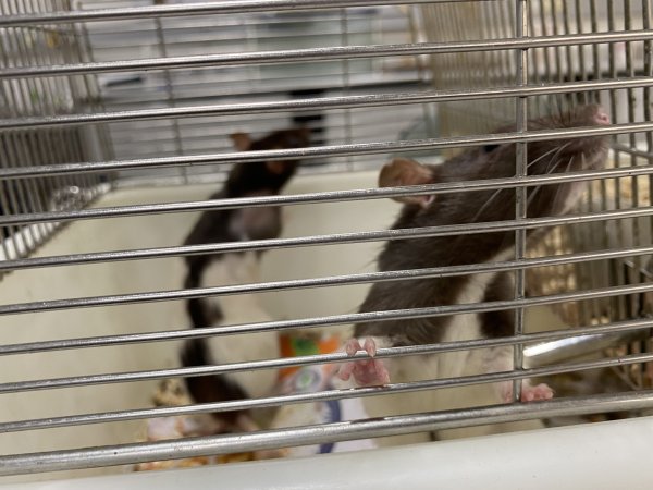 Rats in Laboratory Housing, TAFE