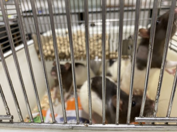 Rats in Laboratory Housing, TAFE