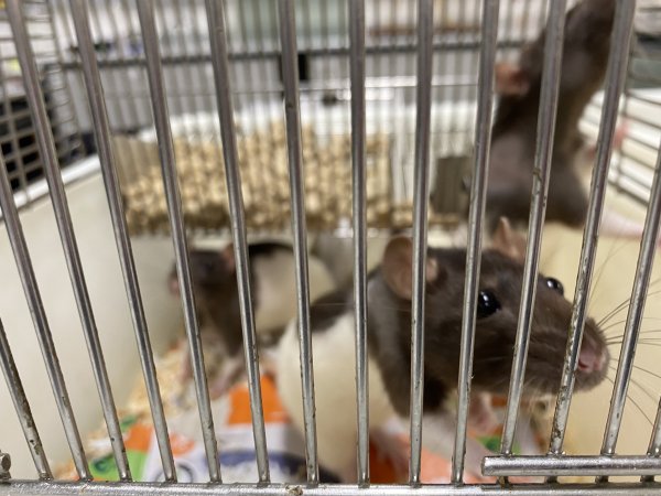 Rats in Laboratory Housing, TAFE