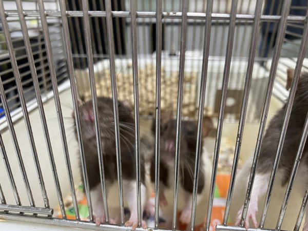 Rats in Laboratory Housing, TAFE