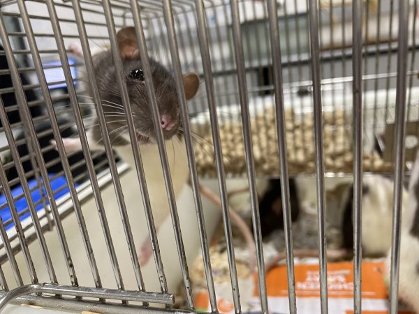 Rats in Laboratory Housing, TAFE