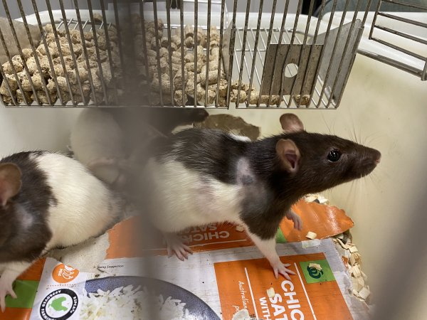Rats in Laboratory Housing, TAFE
