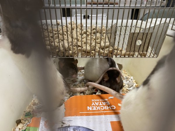 Rats in Laboratory Housing, TAFE