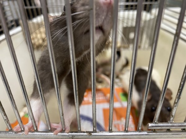 Rats in Laboratory Housing, TAFE