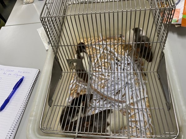 Rats in Laboratory Housing, TAFE