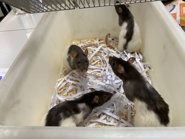 Rats in Laboratory Housing, TAFE