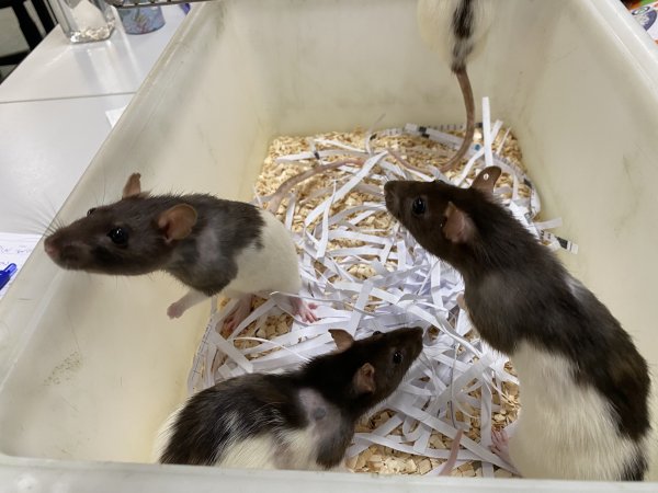 Rats in Laboratory Housing, TAFE