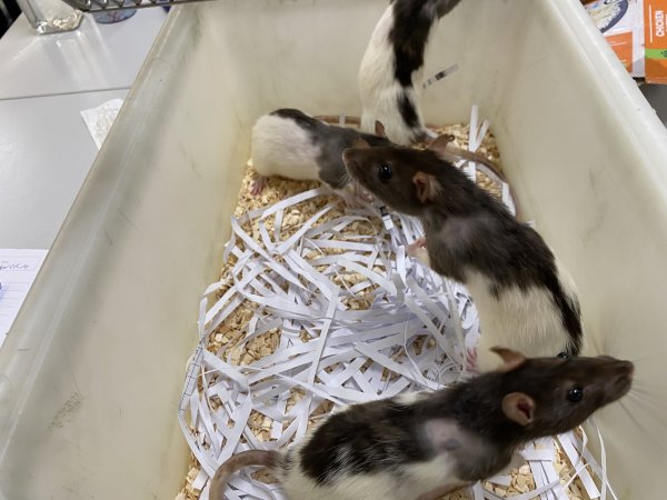 Rats in Laboratory Housing, TAFE