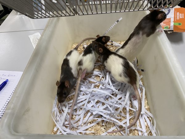 Rats in Laboratory Housing, TAFE