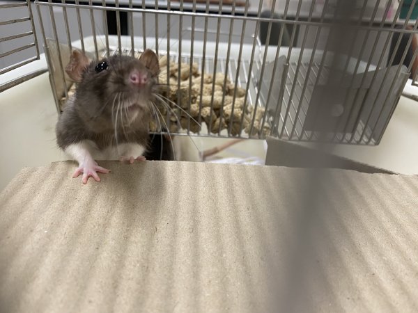 Rats in Laboratory Housing, TAFE