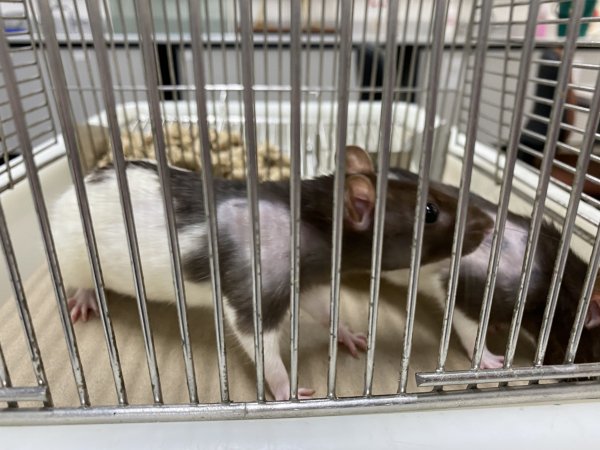 Rats in Laboratory Housing, TAFE