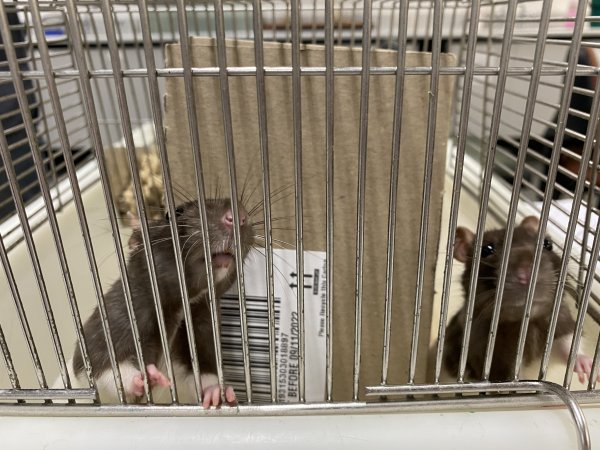 Rats in Laboratory Housing, TAFE