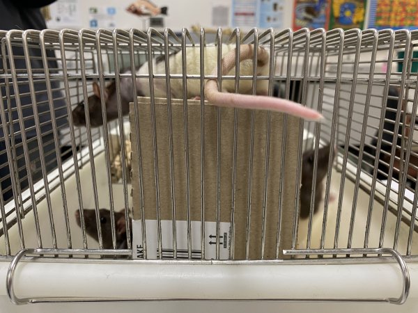 Rats in Laboratory Housing, TAFE