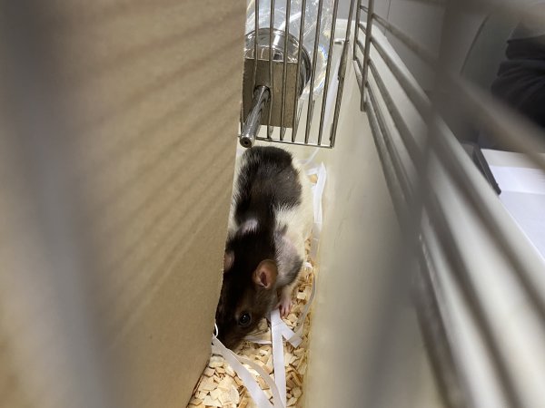 Rats in Laboratory Housing, TAFE