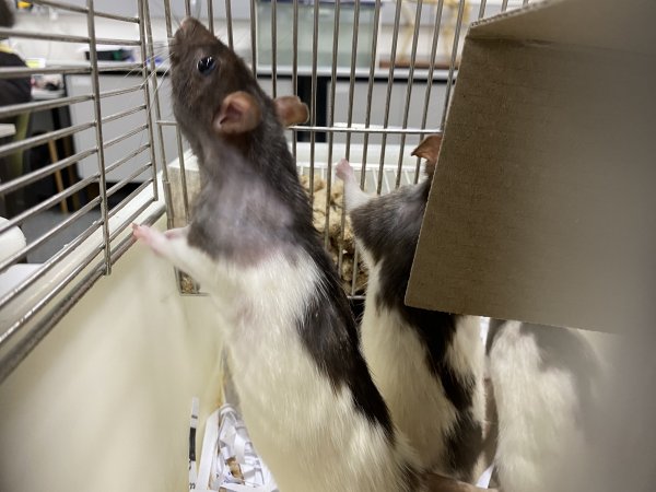 Rats in Laboratory Housing, TAFE