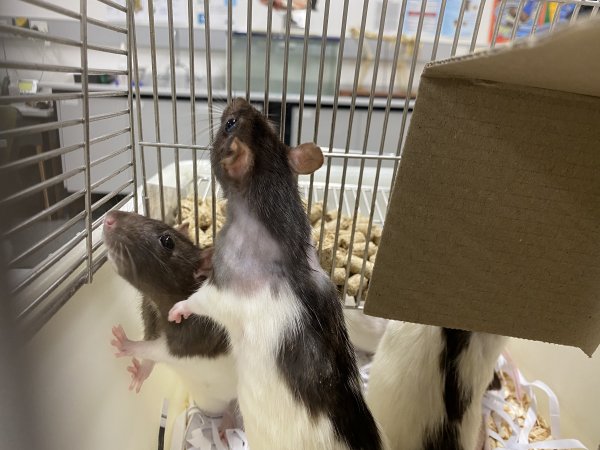 Rats in Laboratory Housing, TAFE