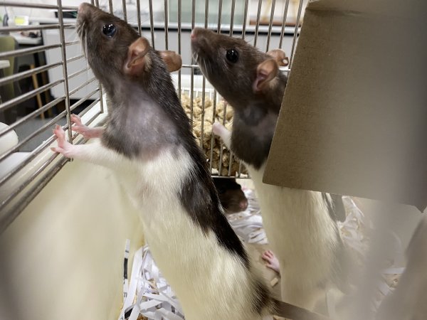 Rats in Laboratory Housing, TAFE