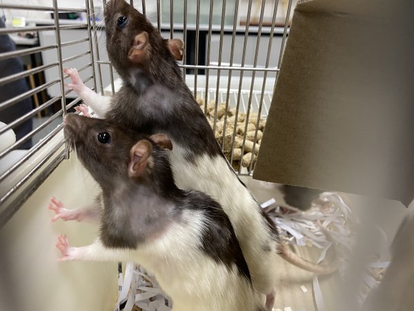 Rats in Laboratory Housing, TAFE