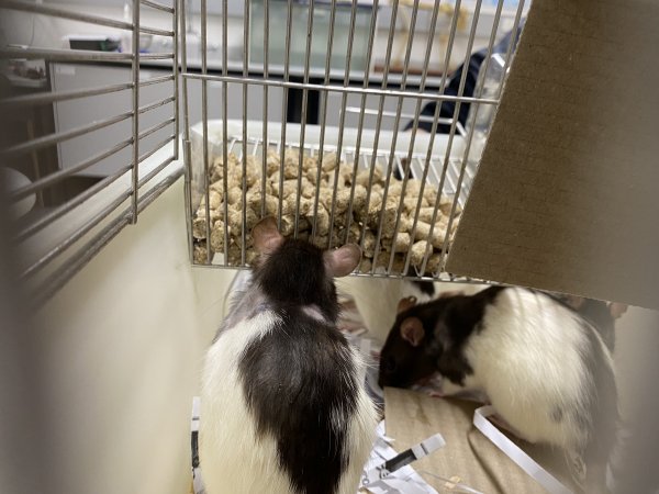 Rats in Laboratory Housing, TAFE