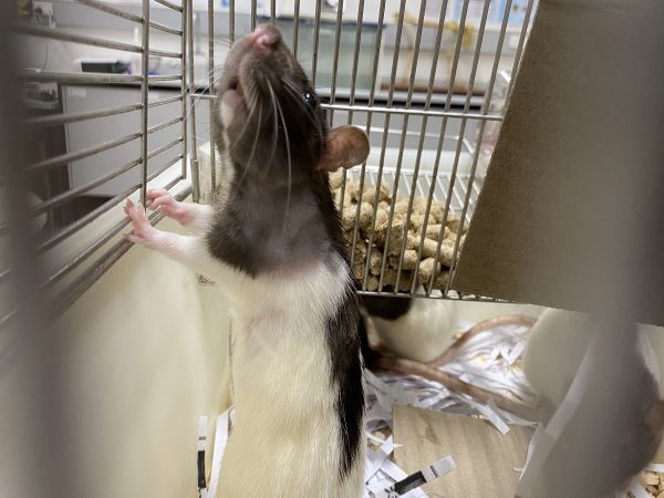 Rats in Laboratory Housing, TAFE