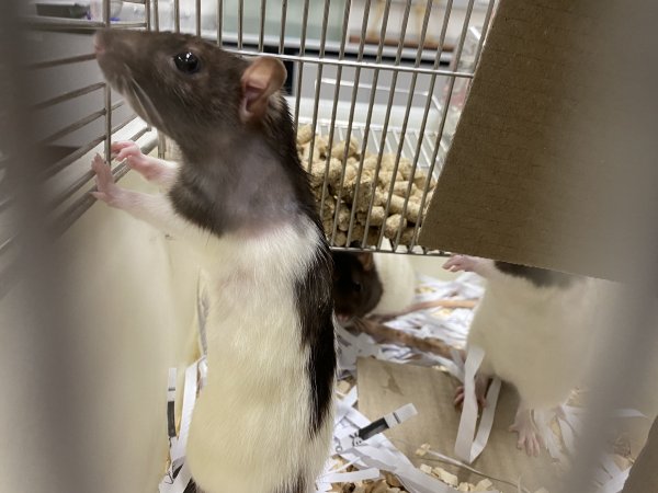 Rats in Laboratory Housing, TAFE