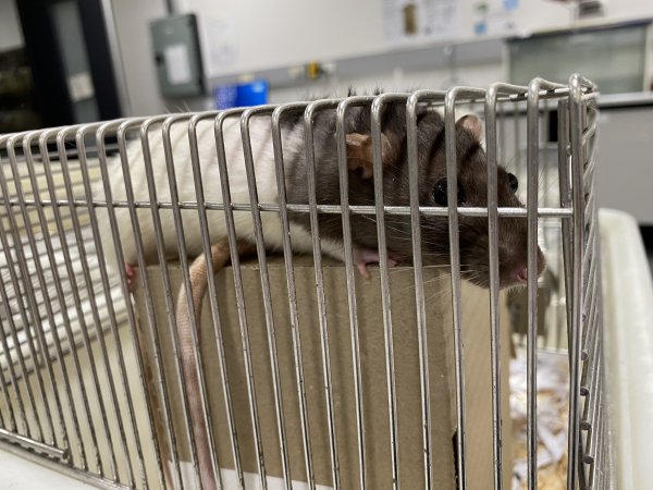 Rats in Laboratory Housing, TAFE