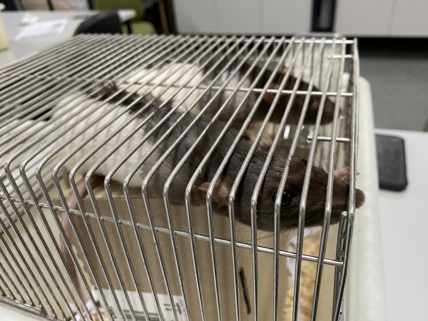 Rats in Laboratory Housing, TAFE