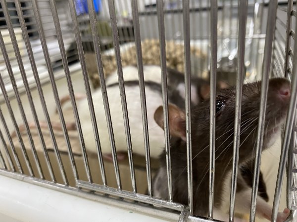 Rats in Laboratory Housing, TAFE