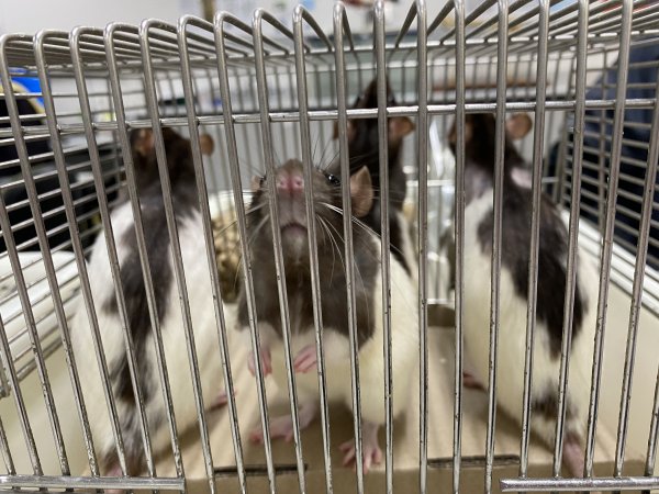 Rats in Laboratory Housing, TAFE