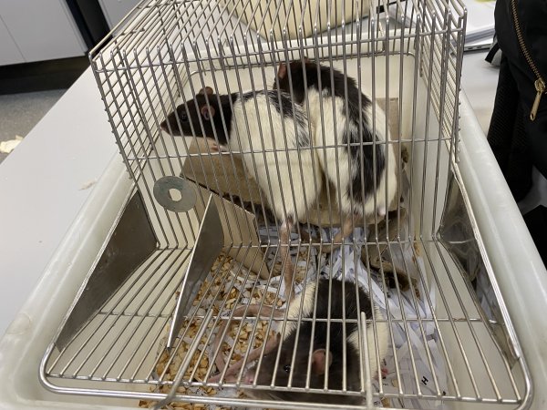 Rats in Laboratory Housing, TAFE