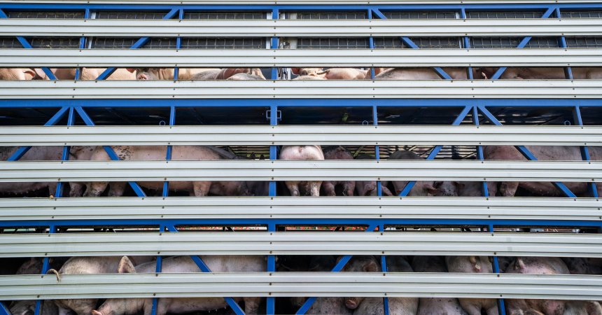 Truck filled with pigs arriving at Diamond Valley Pork