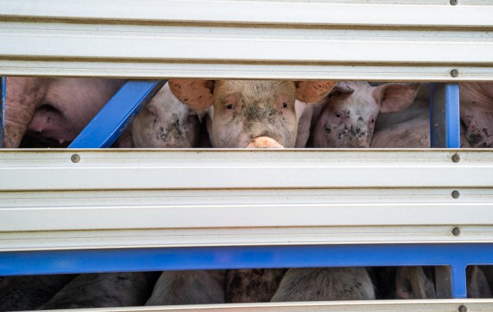 Pig looks out of transportation truck at Diamond Valley Pork